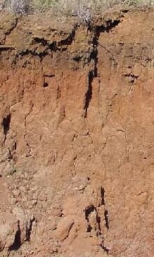 Soil profile of a leached oxisol from the Underberg