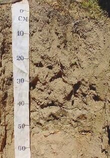 Soil profile of a tillite derived Estcourt soil from Nieuwoudtville
