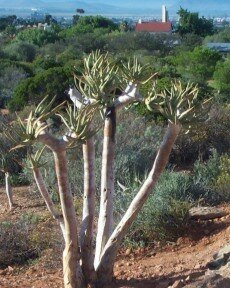 Transplanted Aloe dichtoma