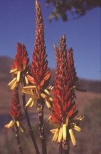 Aloe crytopoda